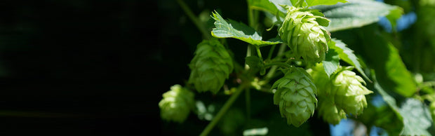 <h2>Hops</h2>