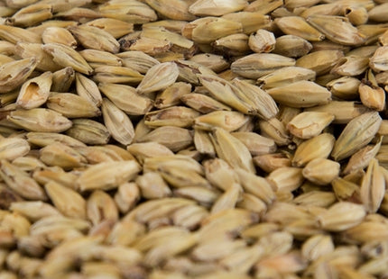 Honey Malt