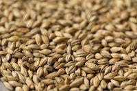 Chit Malt