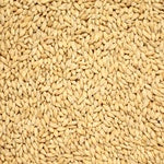 Floor Malted Bohemian Pilsner Malt