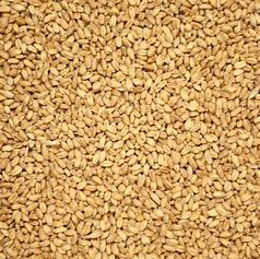Chit Wheat Gladfield
