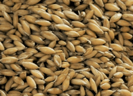 Big O (Oat) Gladfield