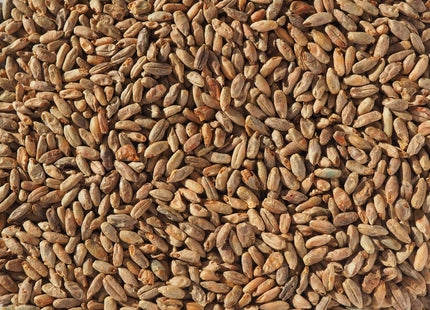 Biscuit Rye Malt