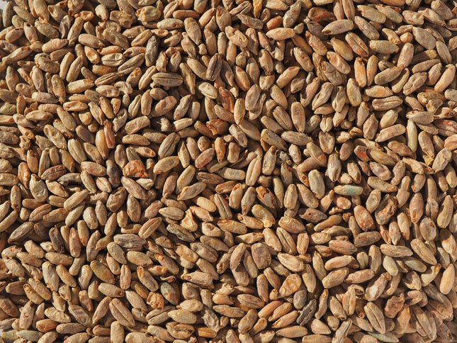 Biscuit Rye Malt